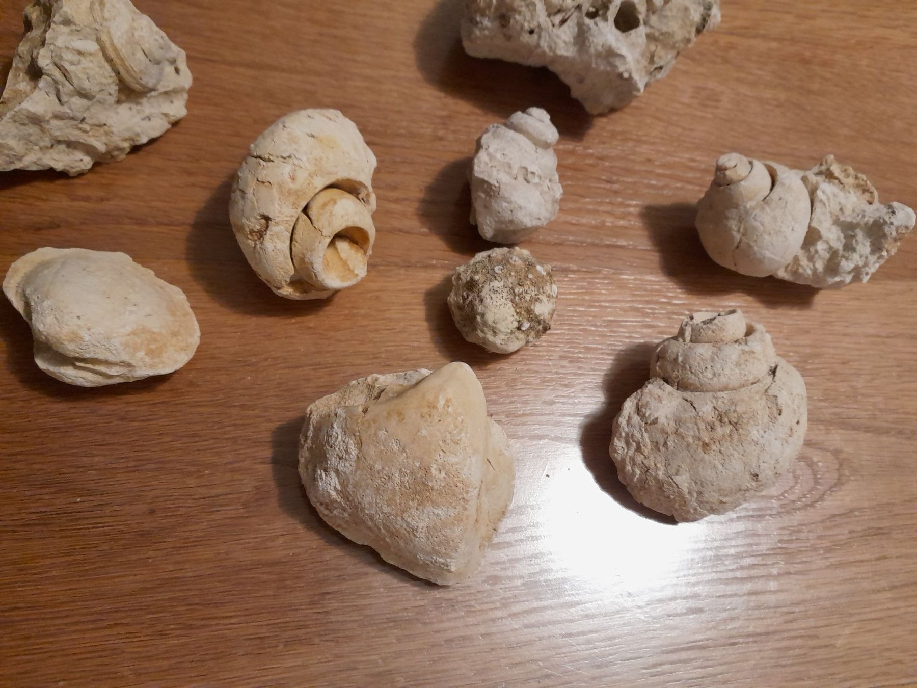 Fossili: Authentischer Meeresfossilien – Nuovo (secondo la descrizione) da Greifensee venduto da fran_cois 1