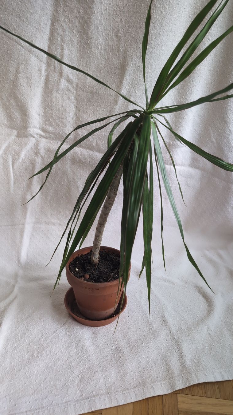 Piante & sementi: Dracaena marginata Palme – Usato da Wallisellen venduto da ali_x62p 3