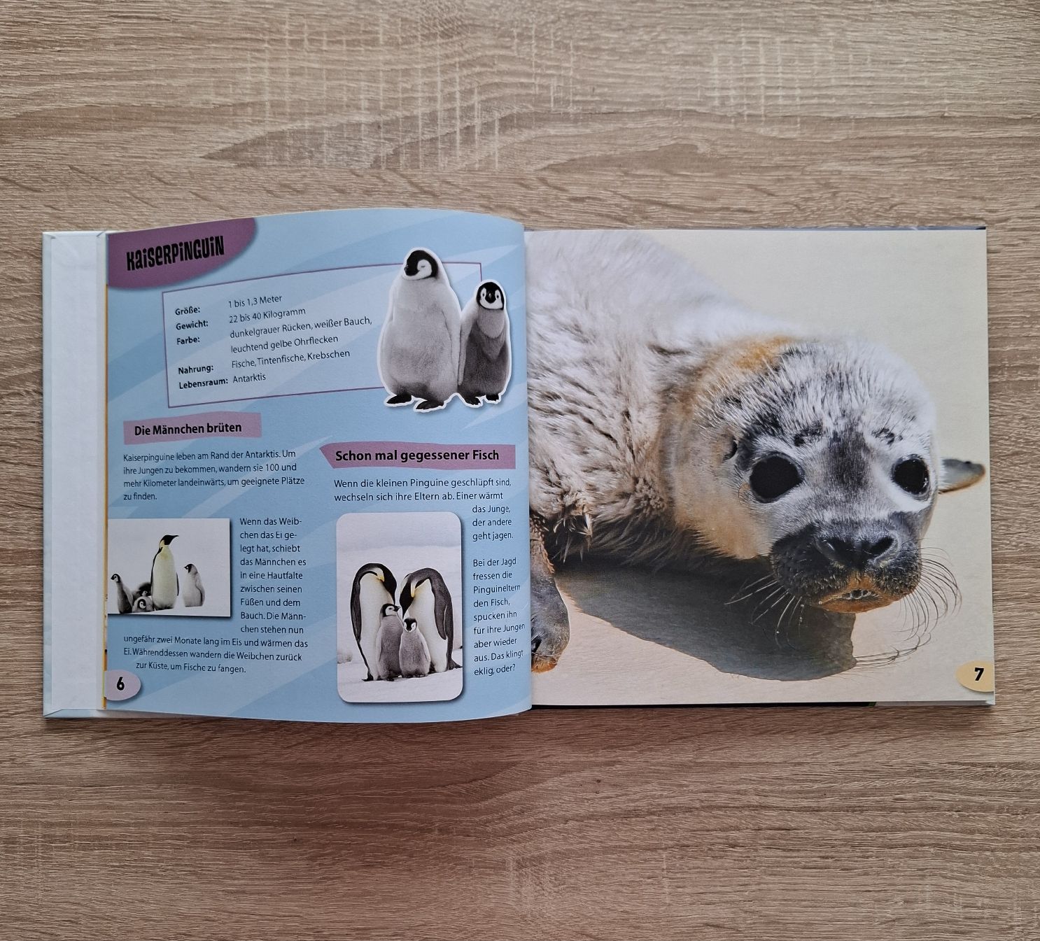 Libri: 6 Kinderbücher "Welches Tier..." – Nuovo (secondo la descrizione) da Hägglingen venduto da Pilipadin 8