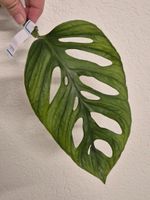 🌿 Monstera Adansonii Mint Ableger #2🌿