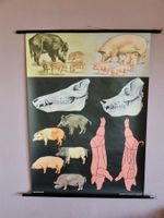 SCHULWANDBILDER - WILDSCHWEIN