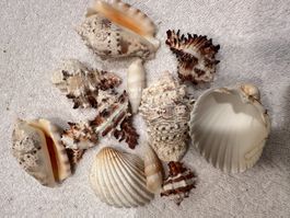 Muscheln