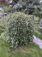 Trauerweide Salix