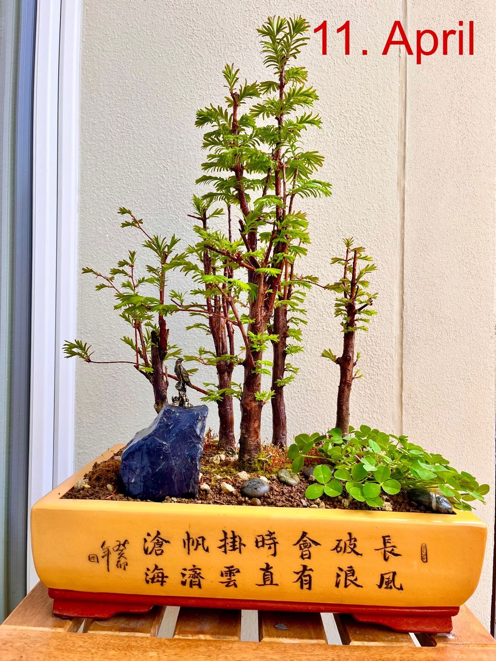 Piante & sementi: Bonsai Wald Gruppe – Nuovo (secondo la descrizione) da Fislisbach venduto da fislisbach5442 1