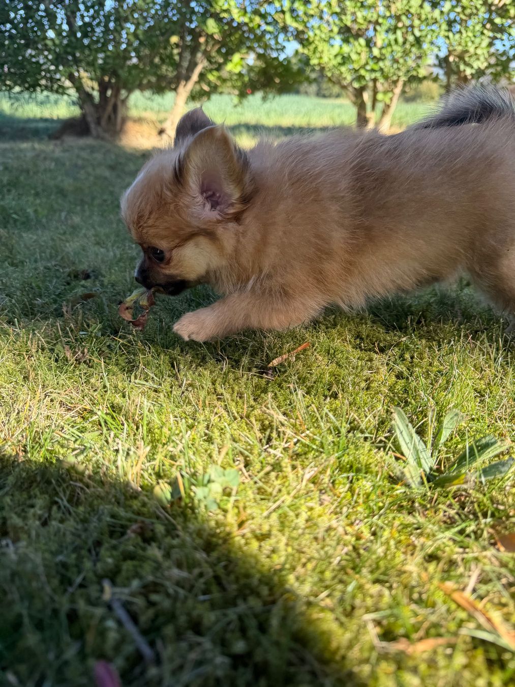 Cucce & Letti: Pomchi welpe sucht Herzensplatz – Usato da Urdorf venduto da ALISHA123 3