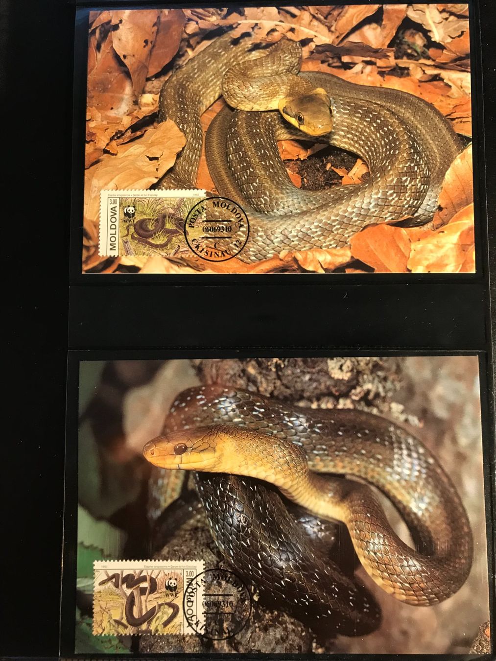 Alle Briefmarken: Moldawien 1993 WWF Satz Äskulapnatter Maximumkarten – Neu (gemäss Beschreibung) aus Winterthur von schnueps 1