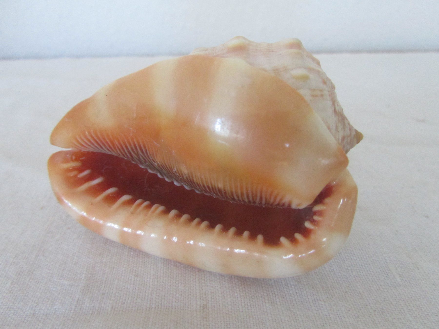 Fossili: Schnecke — Muschel – Usato da Seengen venduto da mikelele 2