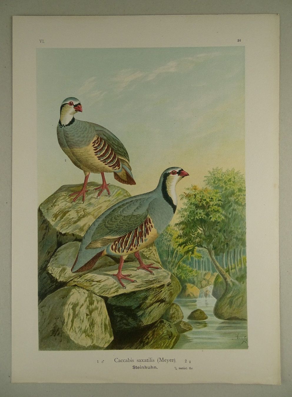 Grafica & Litografie: STEINHUHN, CHROMOLITHOGRAPHIE UM 1900 – Usato da Grüningen venduto da Kartensammler 1