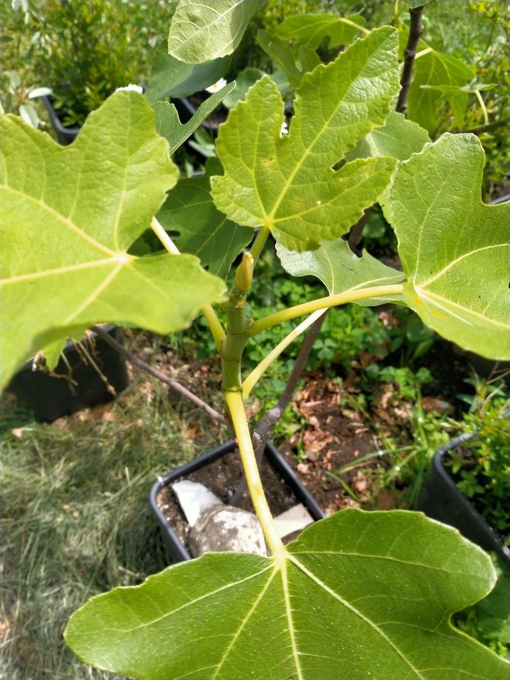 Piante & sementi: Bio Feigenbaum Höhe mit Topf ca. 100cm (14) – Usato da Küssnacht am Rigi venduto da perlboote 1