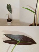 Alocasia Longiloba Silver