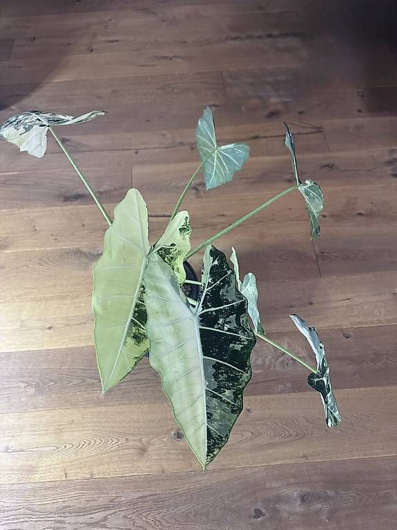 Piante & sementi: Alocasia Frydek variegata – Usato da Heimberg venduto da pas_9bd9 1