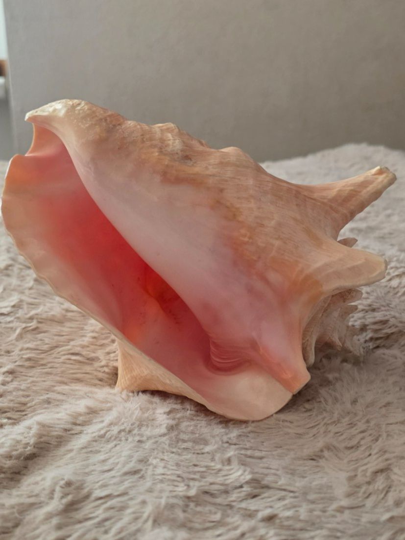 Fossilien: Grosse Muschel  aus Nachlass – Gebraucht aus Wittenbach von rose_rosi