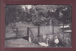 ST. GALLEN - Schwanenteich im Stadtpark - 1909