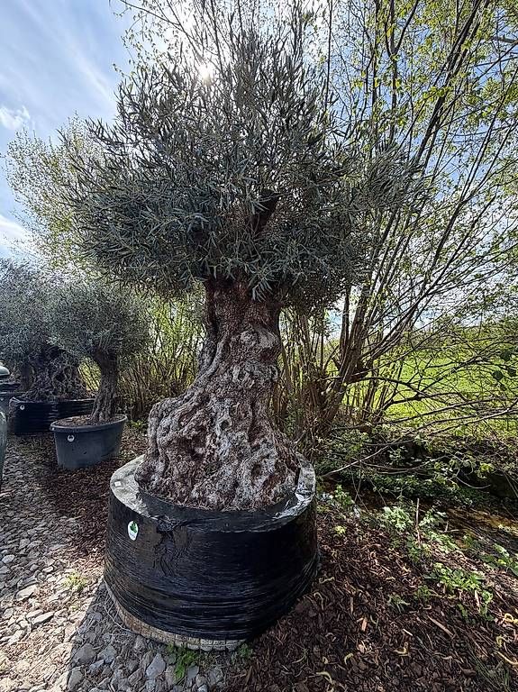 Piante & sementi: Olivenbaum "Olea Europea 18" – Usato da Zuckenriet venduto da Thur_Plant 3
