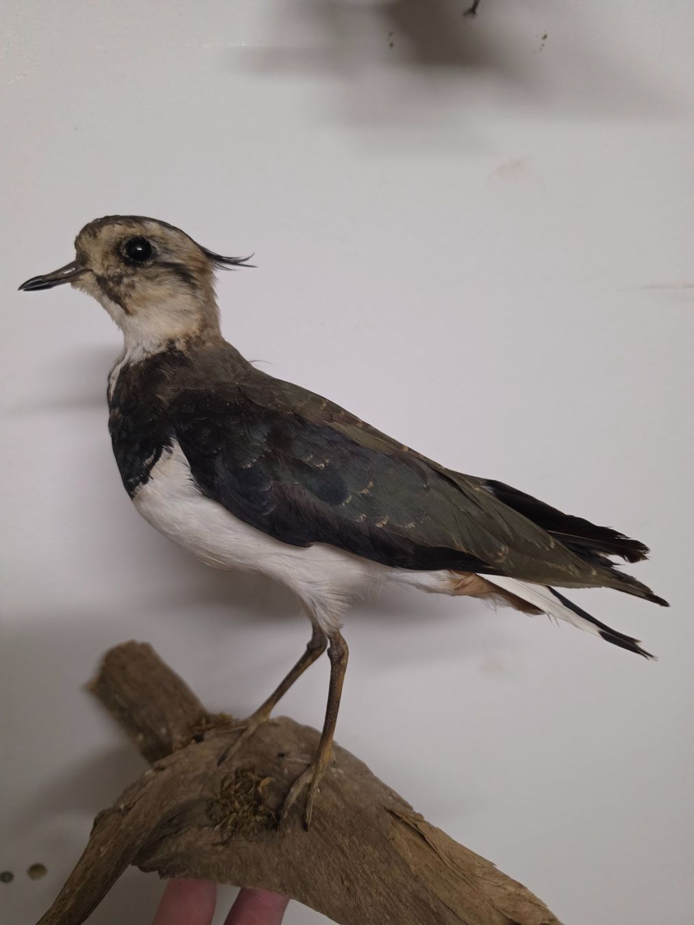 Il mondo degli animali: Präparat Kibitz – Usato da Oberrindal venduto da Ketupu