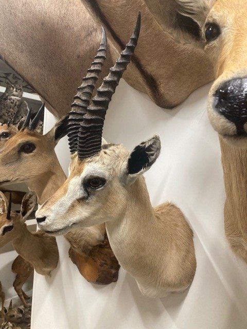 Il mondo degli animali: Thompson Gazelle – Usato da Pfaffnau venduto da Yoka0 1