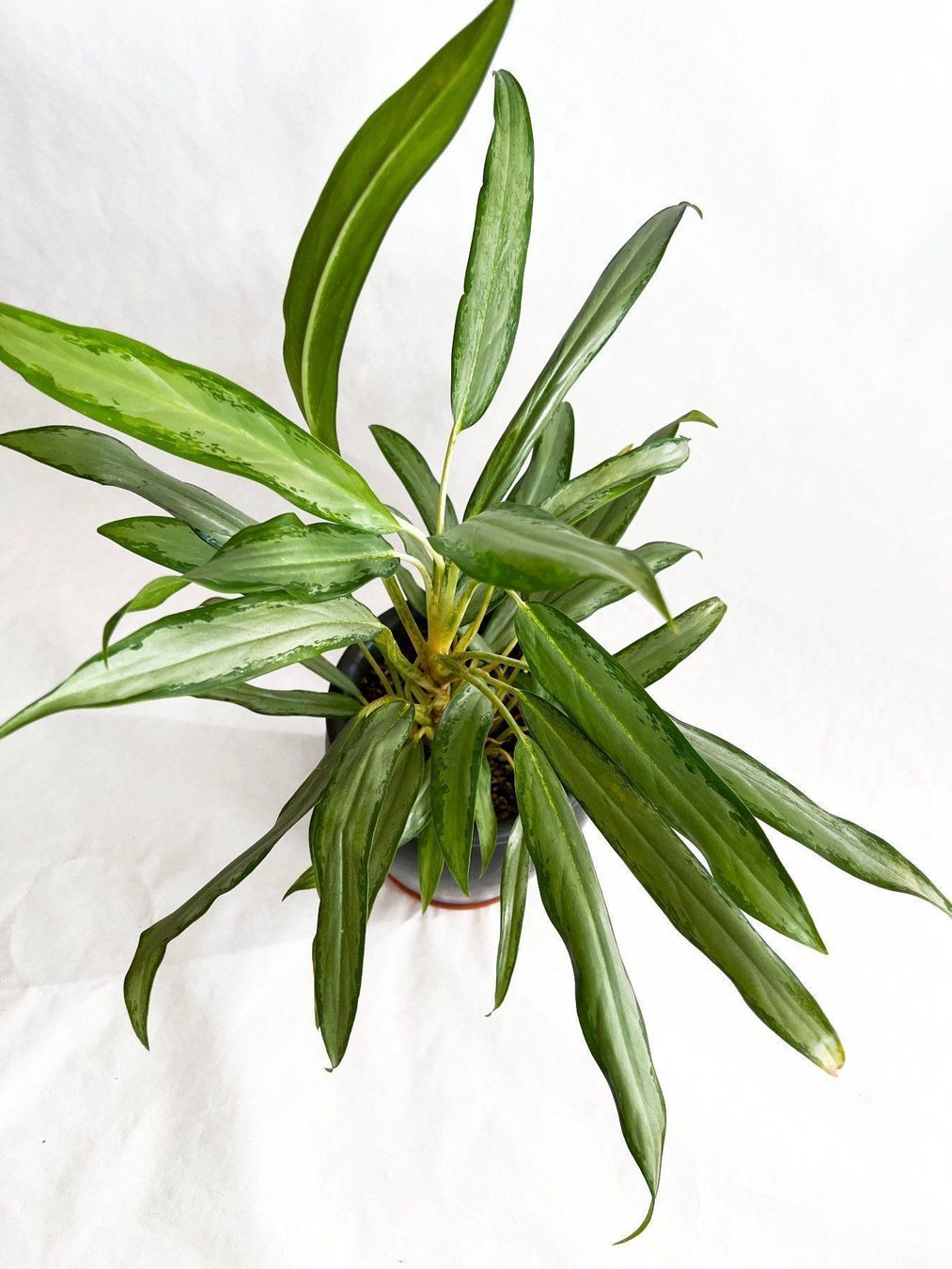 Piante & sementi: AGLAONEMA COMMUTATUM 'SILVER QUEEN' – Usato da Dübendorf venduto da Orchid18 3