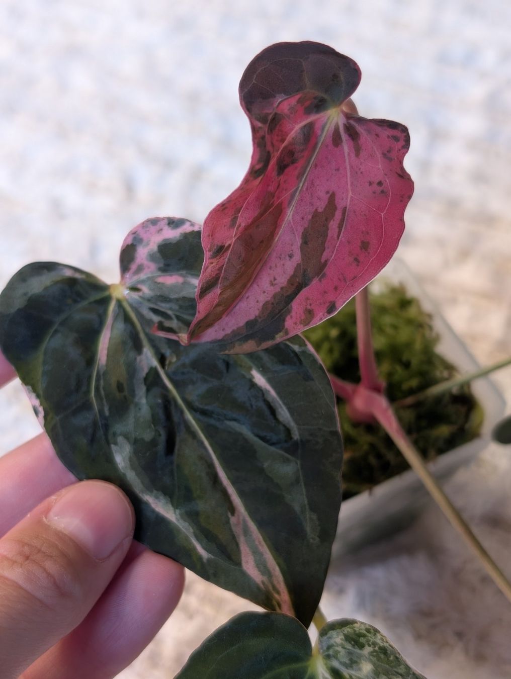 Piante & sementi: Anthurium "Hot Barbie" Pink Variegata – Nuovo (secondo la descrizione) da Faulensee venduto da plantmama 4