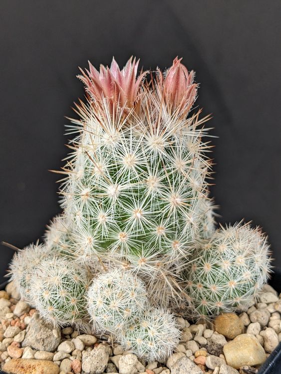 Escobaria sneedii Kaufen auf Ricardo