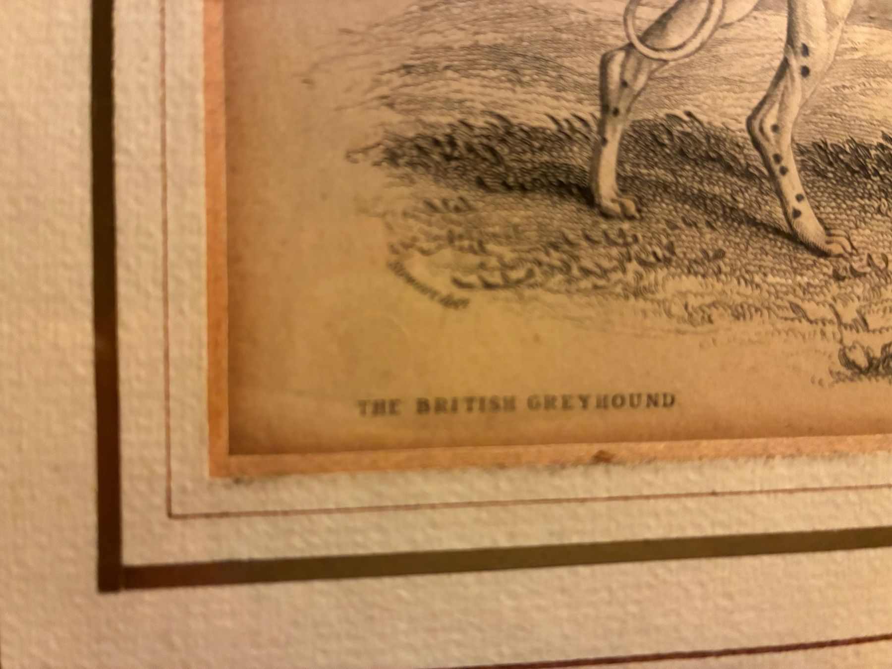 Incisioni: Ancienne gravure levrier Whippet – Usato da Paudex venduto da micinque 3