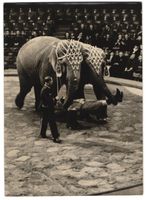 Fotografie Zirkus-Vorführung, Elefanten