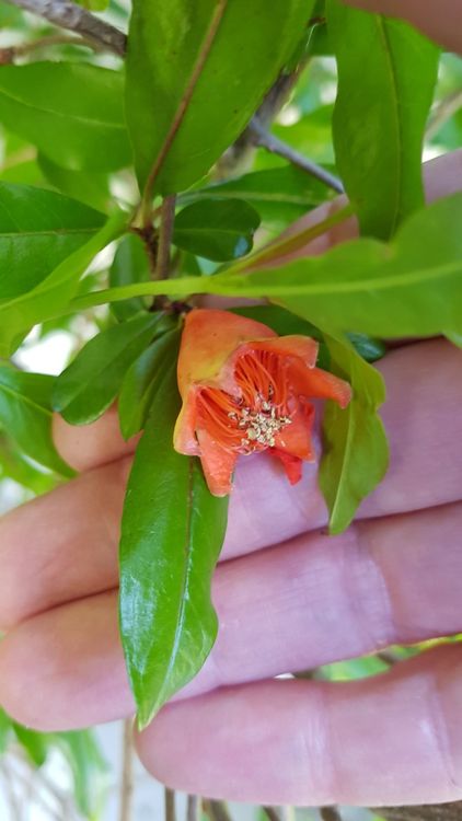 Granatapfel Strauch Pflanze Kaufen auf Ricardo