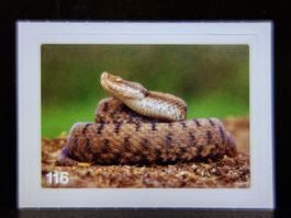 MIGROS MANIA Nature Detectives Nr. 116