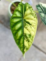 Alocasia Baginda Dragon Scale Variegata – rhizome 🌱✨