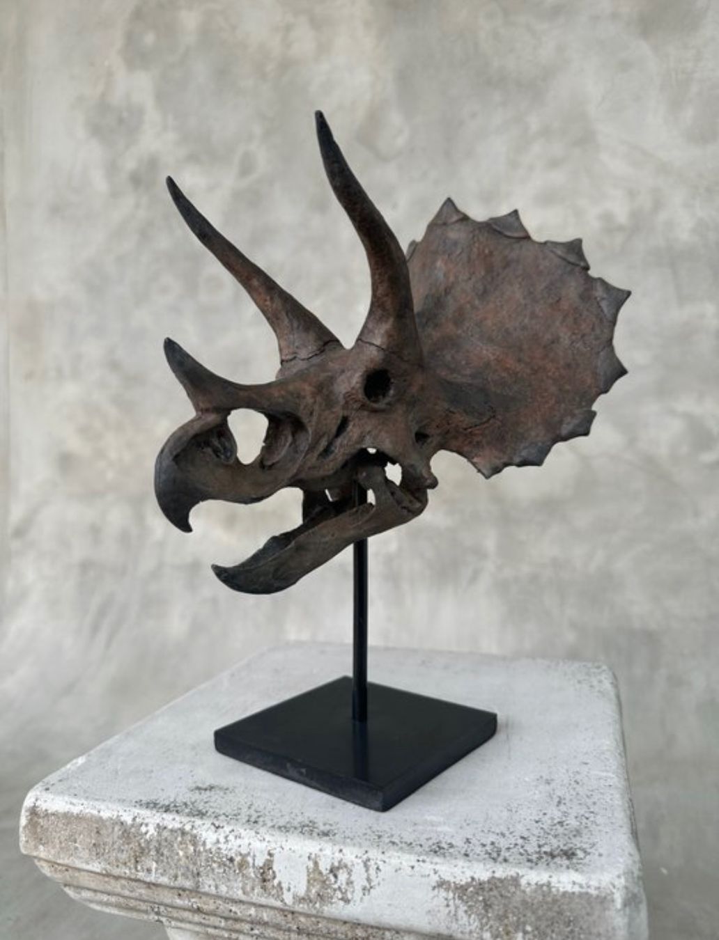 Il mondo degli animali: Crâne de tricératops – Nuovo (secondo la descrizione) da Biel/Bienne venduto da Dragonpandora 1