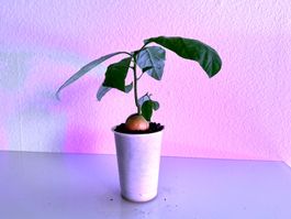 Avocado Baum (doppel stamm)