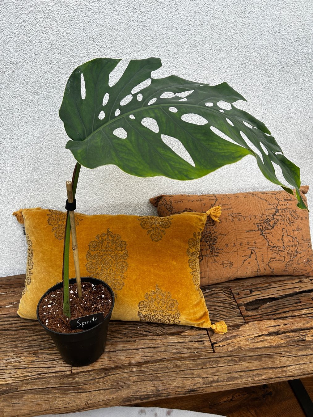Piante & sementi: Monstera Dubia XL Steckling – Usato da Wattwil venduto da Mikesplantshop 3
