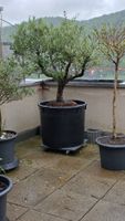 Baumtopf / Blumentopf XXXL, 240l, neu