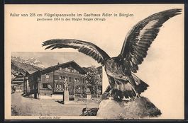 Bürglen / Uri, Adler von 235 cm Flügel