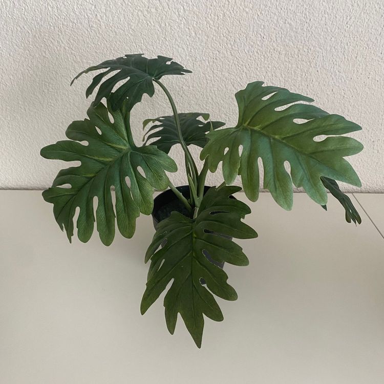3 Kunstpflanzen Ikea (Philodendronblatt) 27 cm hoch Kaufen auf Ricardo