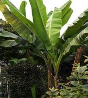 Ab 5.- fr 2 SAMEN BANANEN PALME BANANIER PALMA DI BANANA