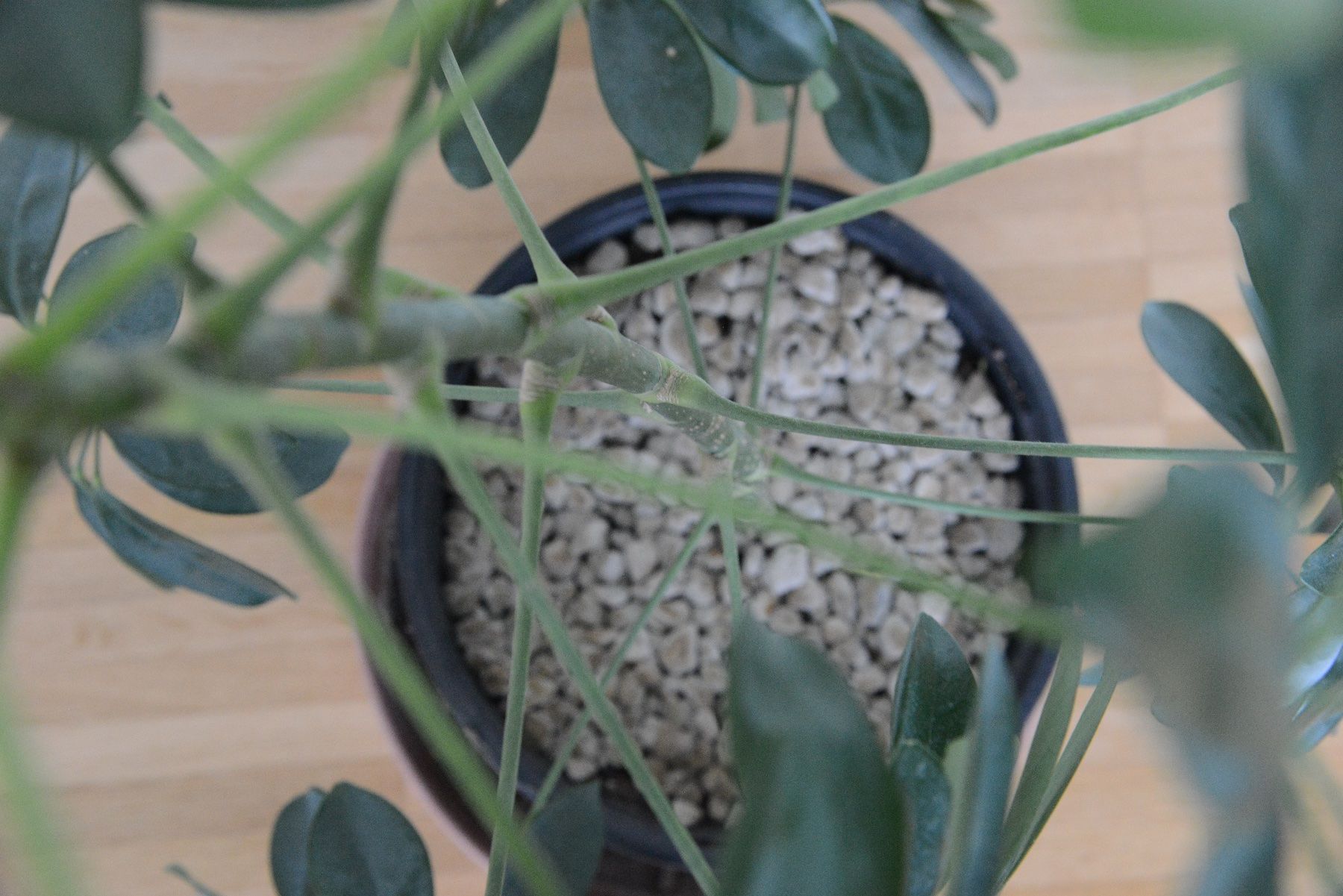 Pflanzen & Samen: Strahlenaralie/Schefflera – Gebraucht aus Basel von fer_cs78
