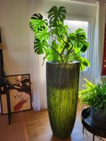 Monstera Zimmerpflanze, gross und prächtig, Top Zustand!