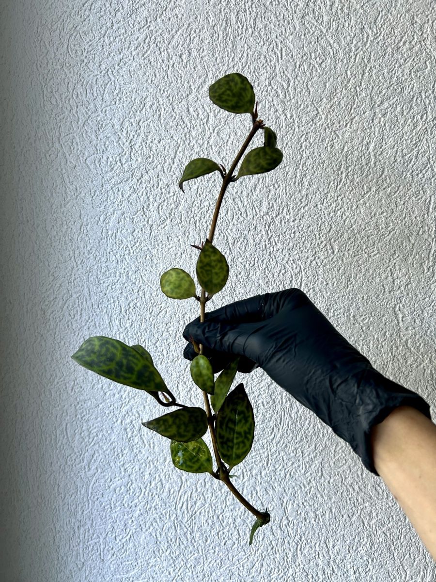 Piante & sementi: Boutures Aeschynanthus Marmoratus – Usato da Develier venduto da mel_qd2m 3