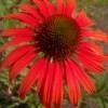 Piante & sementi: Echinacée rouge Tomato Soup  2 plants – Nuovo (secondo la descrizione) da Bremblens venduto da FIBONACCI369