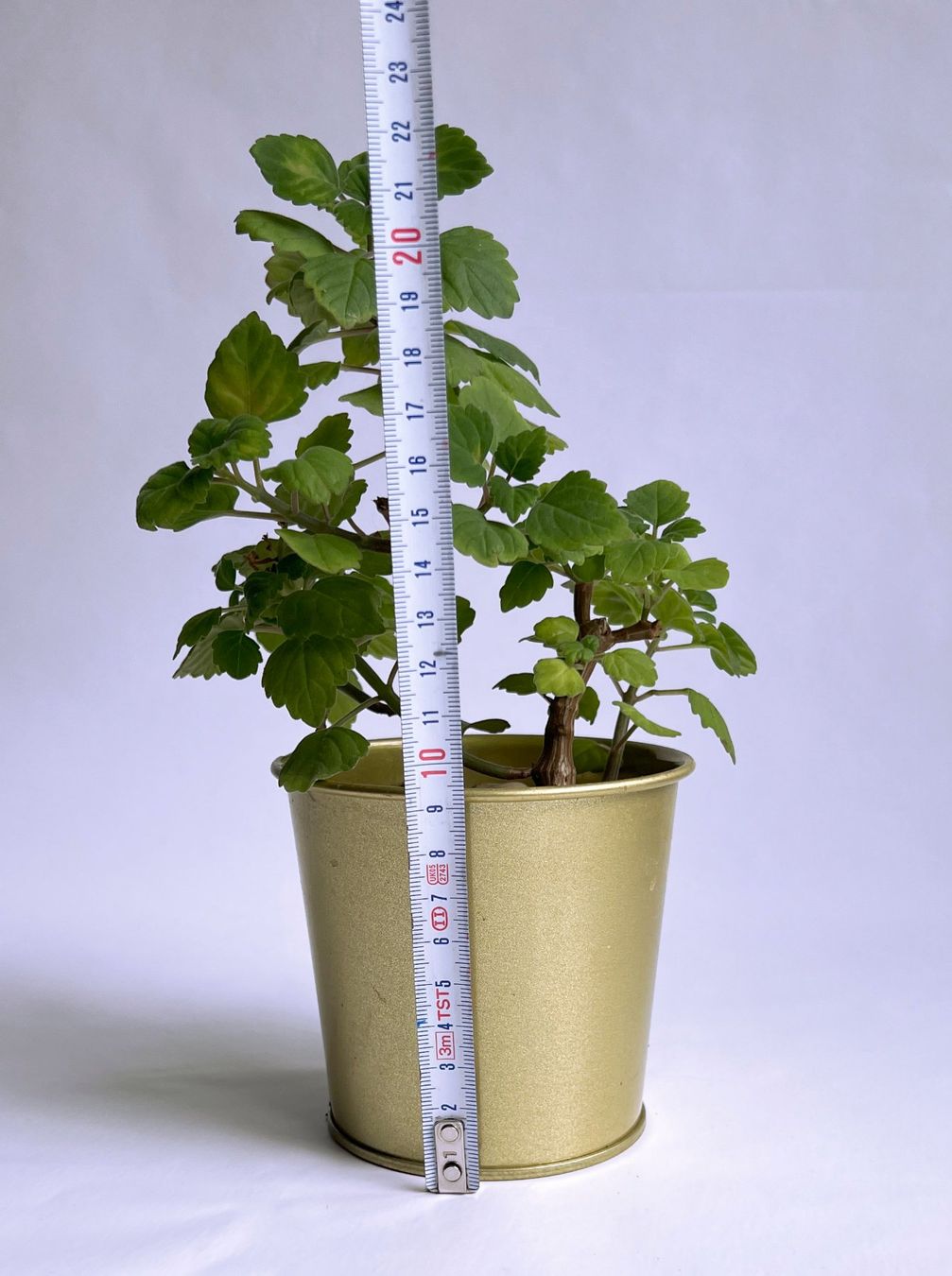 Pflanzen & Samen: PLECTRANTHUS***** – Neu (gemäss Beschreibung) aus Dübendorf von Orchid18 4
