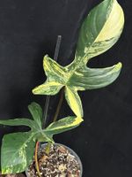🔥PHILODENDRON FLORIDA BEAUTY HIGH VAR/ 1.-CHF STARTING BID