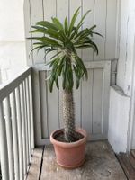 Madagaskarpalme (Pachypodium Lamerei)