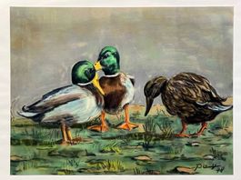 Origal Kreidezeichnungen von W. Peyer Enten und Reiher