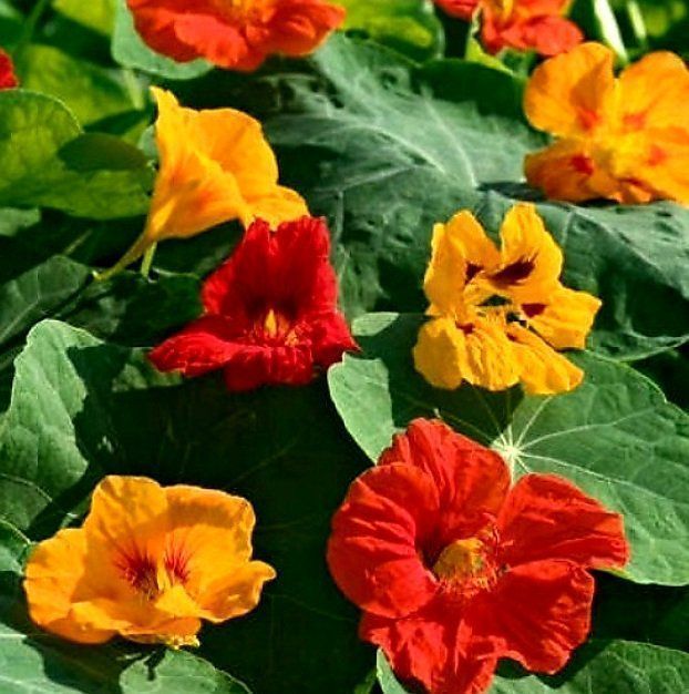 Ab 1. fr 3 Samen Kapuzinerkresse MIX “TROPOAEOLUM MAJUS” Kaufen auf