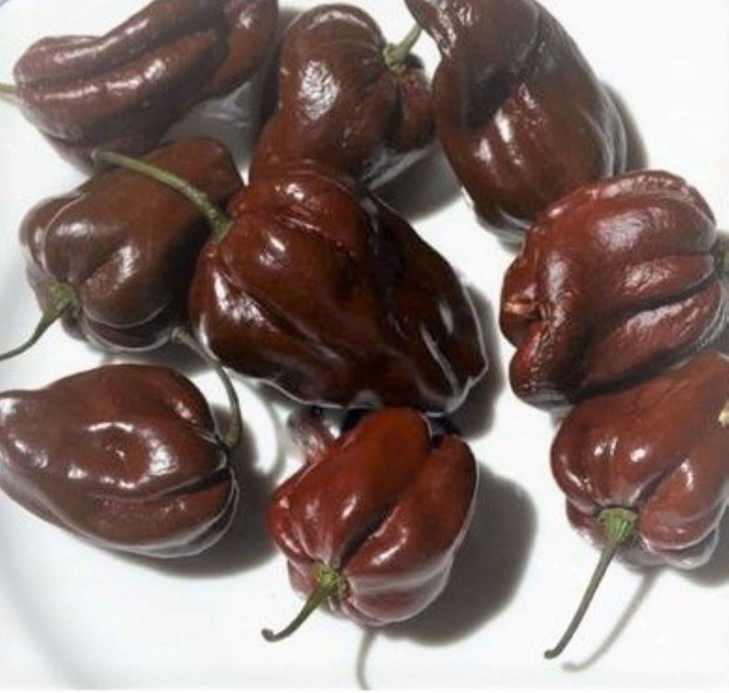 Piante & sementi: Habanero Chocolate Samen – Nuovo (secondo la descrizione) da Regensdorf venduto da Mischa88 1