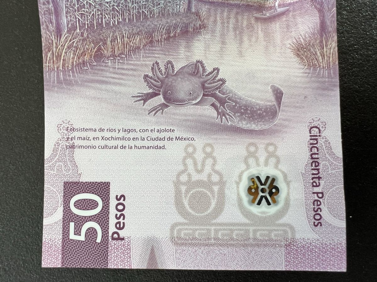 Axolotl Mexiko 50 Pesosschein (Neu (gemäss Beschreibung)) in Leissigen ...