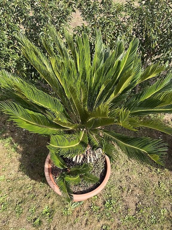 Pflanzen & Samen: Palma Cycas – Gebraucht aus Lotzwil von le17vin12 1
