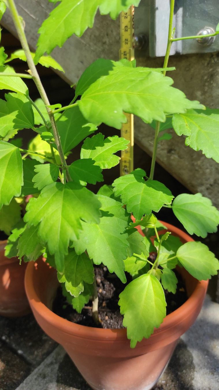 Piante & sementi: Hibiskus, ca. 1-jährig, 8 Stk. – Usato da Baar venduto da Cooltango 1