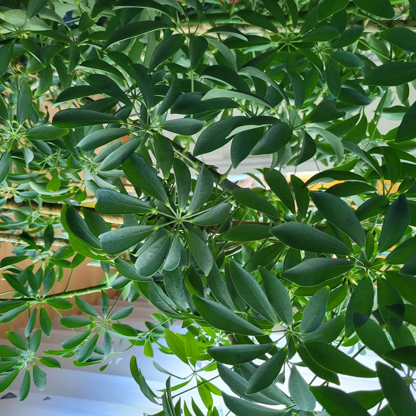 Plantes & graines: Grosse Schefflera Pflanze – D'occasion à Baar par Mian 1
