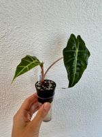 Alocasia × amazonica ‘Polly’ – Young Plant 🌿